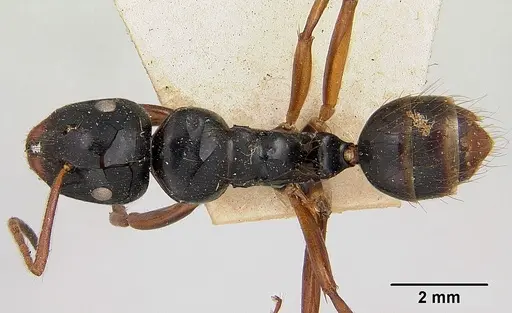 Camponotus heteroclitus specimen CASENT0101527 image casent0101527_1