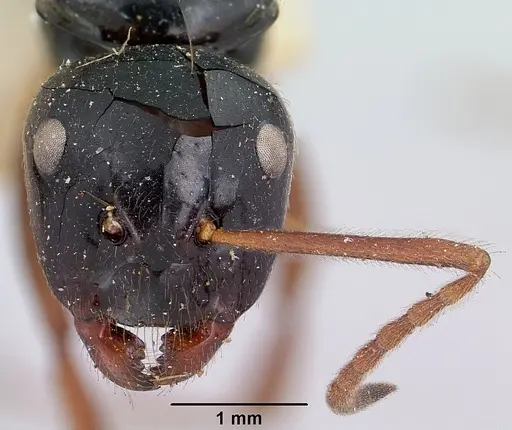 Camponotus heteroclitus specimen CASENT0101527 image casent0101527_2