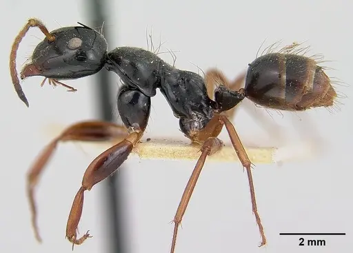 Camponotus heteroclitus specimen CASENT0101527 image casent0101527_3