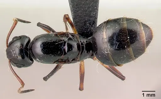 Camponotus heteroclitus specimen CASENT0134275 image casent0134275_1