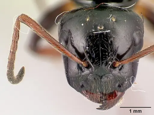 Camponotus heteroclitus specimen CASENT0134275 image casent0134275_2