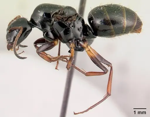 Camponotus heteroclitus specimen CASENT0134275 image casent0134275_3