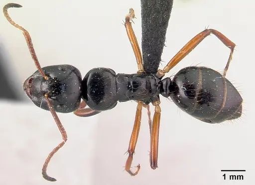 Camponotus heteroclitus specimen CASENT0134297 image casent0134297_1