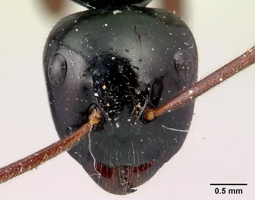 Camponotus heteroclitus specimen CASENT0134297 image casent0134297_2