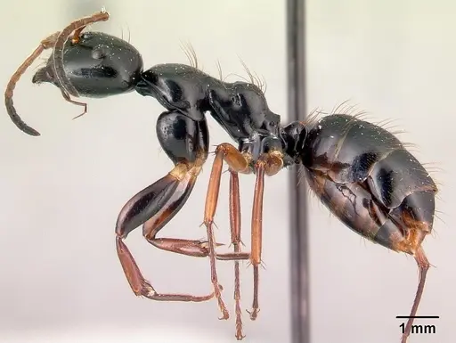 Camponotus heteroclitus specimen CASENT0134297 image casent0134297_3