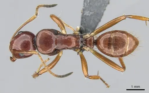 Camponotus heteroclitus specimen CASENT0274570 image casent0274570_1
