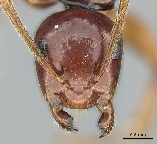 Camponotus heteroclitus specimen CASENT0274570 image casent0274570_2