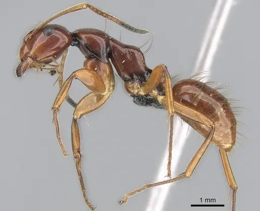 Camponotus heteroclitus specimen CASENT0274570 image casent0274570_3