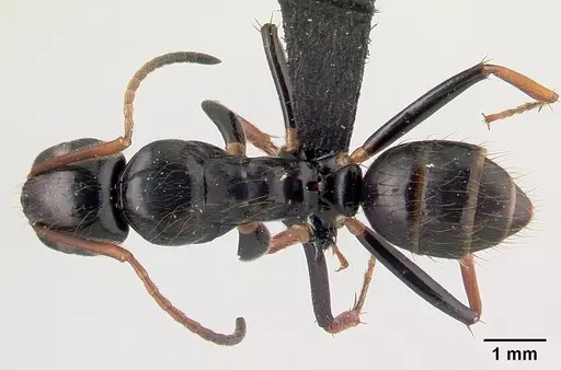 Camponotus heteroclitus specimen CASENT0497879 image casent0497879_1