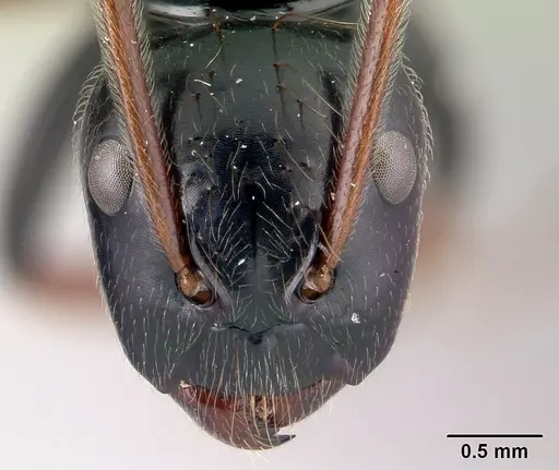 Camponotus heteroclitus specimen CASENT0497879 image casent0497879_2