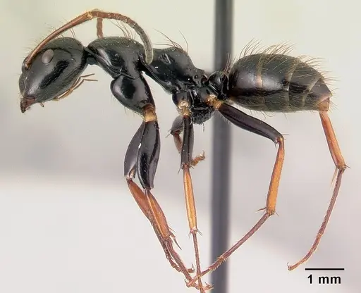 Camponotus heteroclitus specimen CASENT0497879 image casent0497879_3