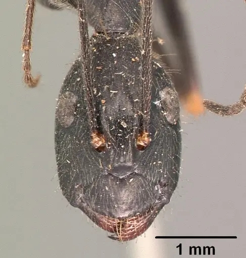 Camponotus hildebrandti specimen CASENT0101906 image casent0101906_2