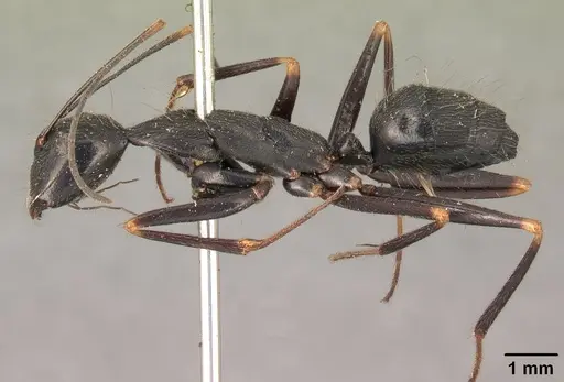 Camponotus hildebrandti specimen CASENT0101906 image casent0101906_3