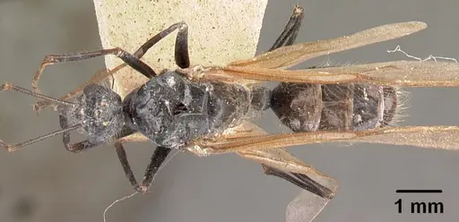 Camponotus hildebrandti specimen CASENT0101981 image casent0101981_1