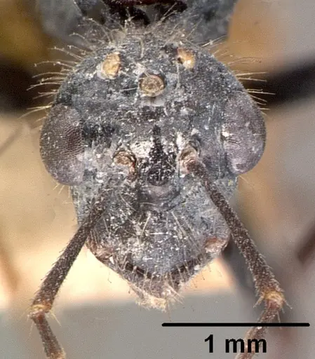 Camponotus hildebrandti specimen CASENT0101981 image casent0101981_2