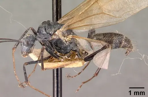 Camponotus hildebrandti specimen CASENT0101981 image casent0101981_3