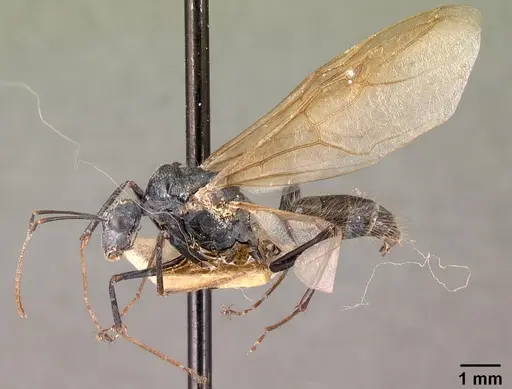Camponotus hildebrandti specimen CASENT0101981 image casent0101981_4