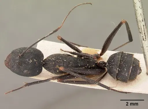 Camponotus hildebrandti specimen CASENT0102092 image casent0102092_1