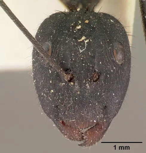 Camponotus hildebrandti specimen CASENT0102092 image casent0102092_2