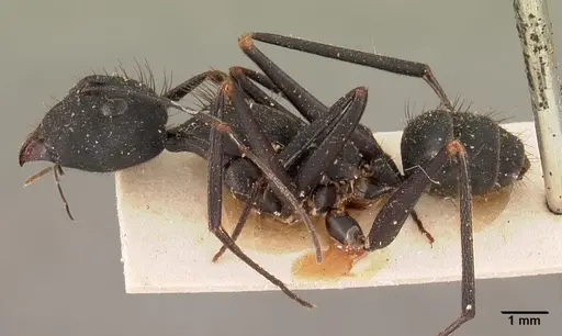 Camponotus hildebrandti specimen CASENT0102092 image casent0102092_3