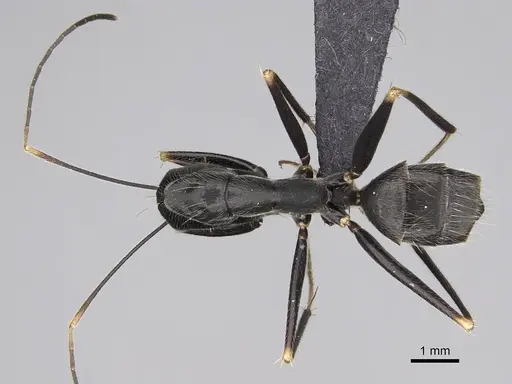 Camponotus hildebrandti specimen CASENT0477222 image casent0477222_1