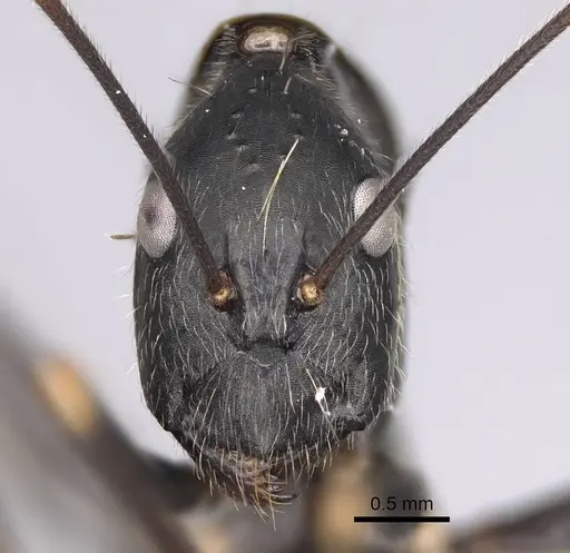 Camponotus hildebrandti specimen CASENT0477222 image casent0477222_2