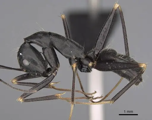 Camponotus hildebrandti specimen CASENT0477222 image casent0477222_3