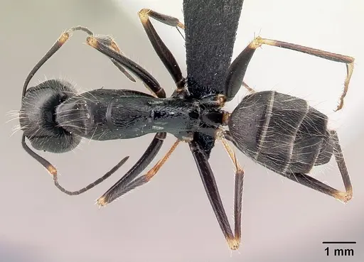 Camponotus hildebrandti specimen CASENT0497277 image casent0497277_1