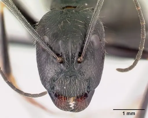 Camponotus hildebrandti specimen CASENT0497277 image casent0497277_2