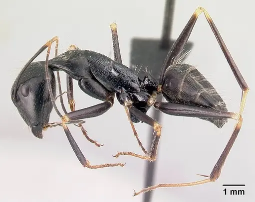 Camponotus hildebrandti specimen CASENT0497277 image casent0497277_3