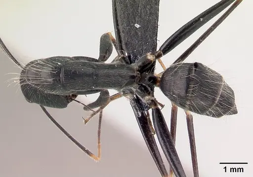 Camponotus hildebrandti specimen CASENT0497281 image casent0497281_1