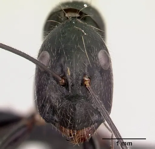 Camponotus hildebrandti specimen CASENT0497281 image casent0497281_2