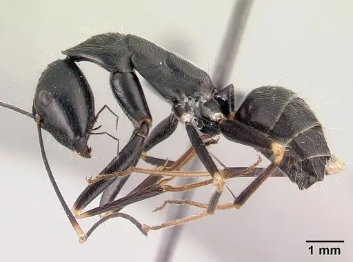Camponotus hildebrandti specimen CASENT0497281 image casent0497281_3