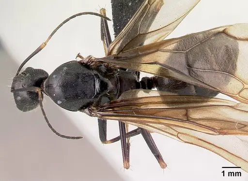 Camponotus hildebrandti specimen CASENT0497284 image casent0497284_1