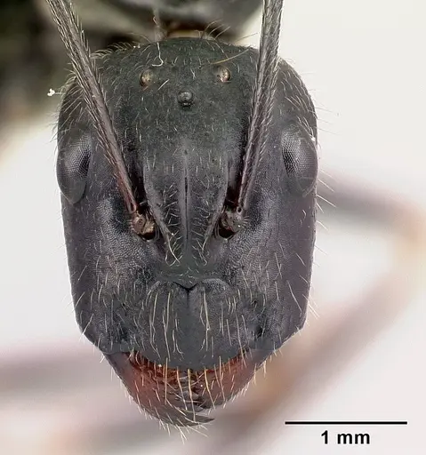Camponotus hildebrandti specimen CASENT0497284 image casent0497284_2