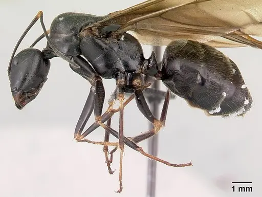 Camponotus hildebrandti specimen CASENT0497284 image casent0497284_3