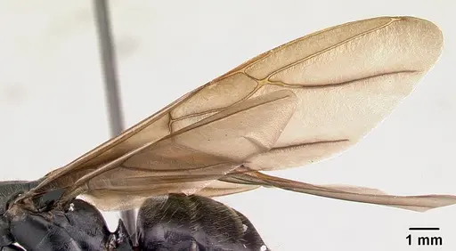 Camponotus hildebrandti specimen CASENT0497284 image casent0497284_4