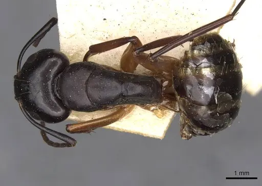 Camponotus himalayanus specimen CASENT0910419 image casent0910419_1