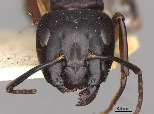 Camponotus himalayanus specimen CASENT0910419 image casent0910419_2