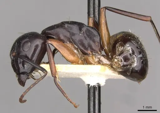 Camponotus himalayanus specimen CASENT0910419 image casent0910419_3