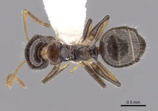 Camponotus hippocrepis specimen CASENT0280160 image casent0280160_1