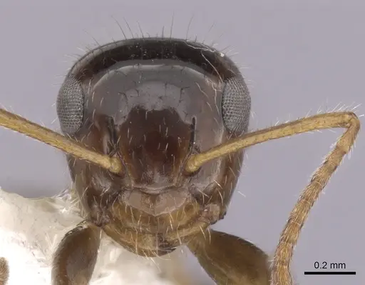 Camponotus hippocrepis specimen CASENT0280160 image casent0280160_2