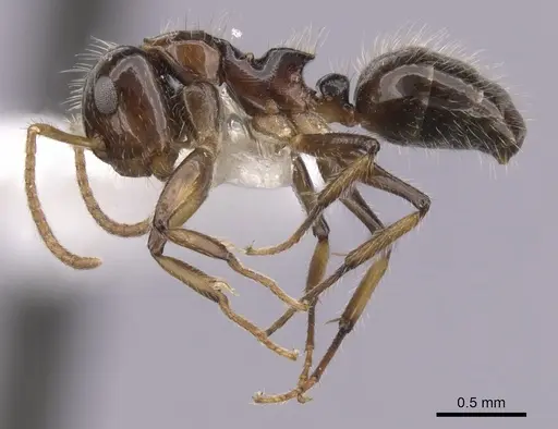 Camponotus hippocrepis specimen CASENT0280160 image casent0280160_3
