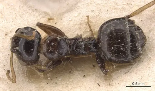 Camponotus hippocrepis specimen CASENT0905532 image casent0905532_1