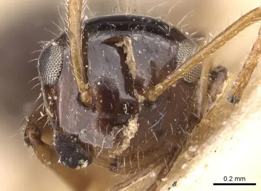 Camponotus hippocrepis specimen CASENT0905532 image casent0905532_2