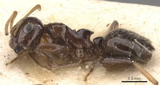 Camponotus hippocrepis specimen CASENT0905532 image casent0905532_3