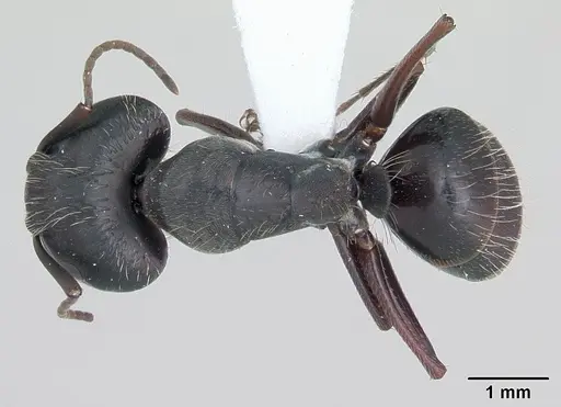Camponotus hispidus specimen CASENT0173422 image casent0173422_1