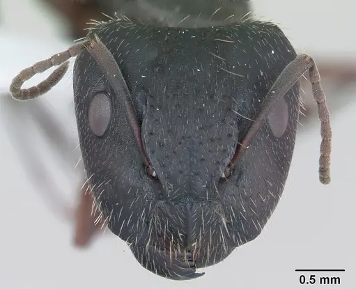 Camponotus hispidus specimen CASENT0173422 image casent0173422_2