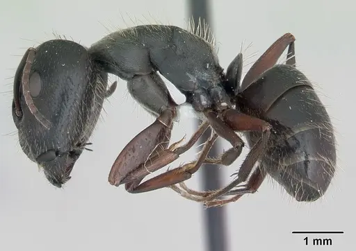 Camponotus hispidus specimen CASENT0173422 image casent0173422_3