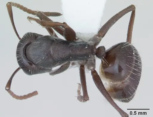 Camponotus hispidus specimen CASENT0173423 image casent0173423_1